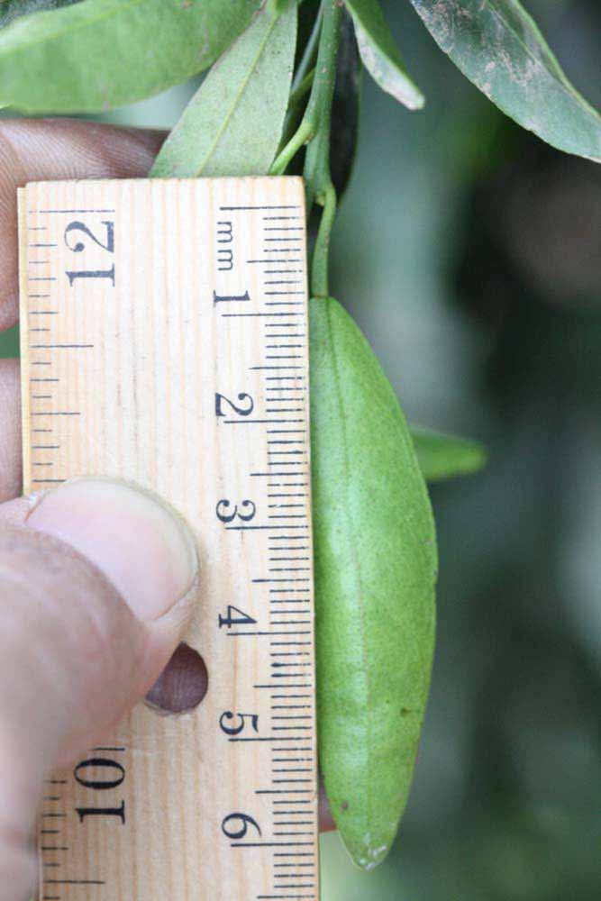            Unifoliolate leaf (Riverside, CA)   
